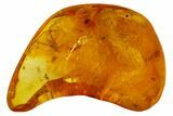 Three Detailed Fossil Flies (Diptera) In Baltic Amber #105508-4